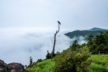 A crow on a dead tree in Mt.Jirisan National Park