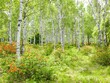 レンゲツツジと白樺の森