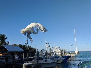 Poster - a great egret on a pier