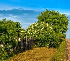 Fotomurales - elderberry bushes blooming and blue sky with light clouds