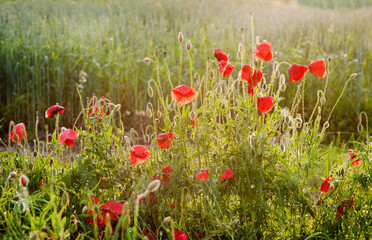 Fotomurales - Flowers Red poppies blossom on wild field. Beautiful field red poppies in sunset soft light.