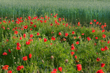 Fotomurales - Flowers Red poppies blossom on wild field. Beautiful field red poppies in soft light.