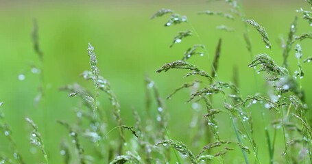 Wall Mural - Drops of dew or rain on the stalks of lush young grass.