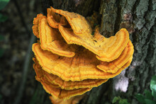 Tinder Fungus Sulfur-yellow Or Laetiporus Sulphureus - Fungus-tinder Fungi Family Polyporaceae Growing On Trees.