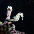 White Seahorse In The Stars