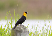 The Yellow-headed Blackbird (Xanthocephalus Xanthocephalus)