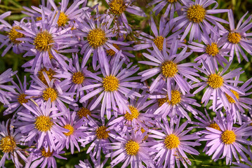 Wall Mural - aster lilac daisy flower background