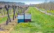 © Susan - Bee hives  pollinate  fruit in a  Michigan USA fruit orchard and vineyard