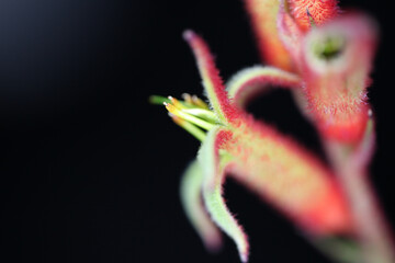 Closeup of red Kangaroo Paw flowers with black background