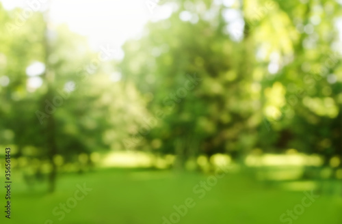 Fotomural Blur defocused park garden tree in nature background
