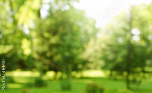 Fotomural Blur defocused park garden tree in nature background