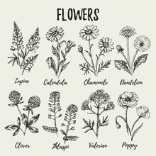Hand Drawn Sketch Wildflowers Set. Vector Illustration Of Medical Herbs And Flowers