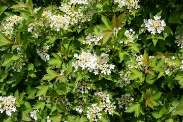 Wall Mural - Close up view of lacy white flowers on a compact cranberry bush (viburnum trilobum) with colorful green foliage