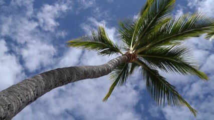 Wall Mural - Summer beach background palm trees against blue sky panorama, tropical Caribbean travel destination.