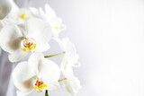 Fototapeta  - Detailed image of white orchid flower