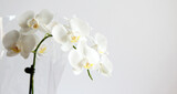 Fototapeta Storczyk - Detailed image of white orchid flower