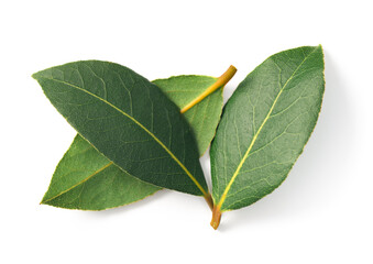 Sticker - fresh bay leaves isolated on the white background, top view