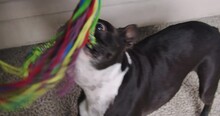 Tug-of-War POV With Boston Terrier On Living Room Carpet