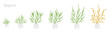 © ilyakalinin - Ryegrass growth stages. Fescue grass family poaceae. Lolium. Grasses for lawns, and as grazing and hay. Ripening period vector infographic. Agronomy clipart.