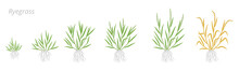 Ryegrass Growth Stages. Fescue Grass Family Poaceae. Lolium. Grasses For Lawns, And As Grazing And Hay. Ripening Period Vector Infographic. Agronomy Clipart.
