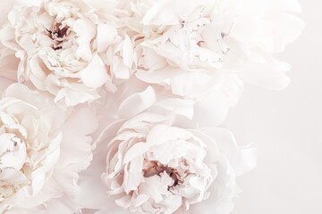 Fototapeta Pastel peony flowers in bloom as floral art background, wedding decor and luxury branding design