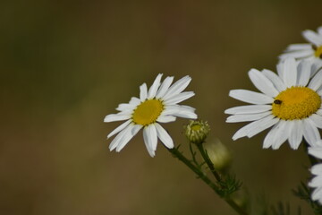 Blühende Kamille (Matricaria)