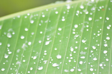 water drops on green leaf