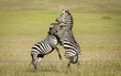 Two male zebra fighting on green plains in Masai Mara Kenya