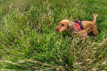 happy puppy dog cocker spaniel in the green grass