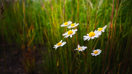 white flowers in the grass