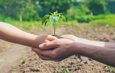 A child with his father plant a nursery garden. Selective focus.