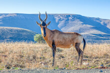 A Red Hartebeest (Alcelaphus Buselaphus) In Mountain Zebra National Park, South Africa.