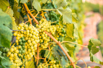 Wall Mural - Vineyards in Lavaux region, Switzerland