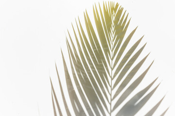 palm leaf shadow on white background sunny sunlight garden 2