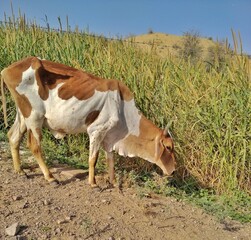 cow in the field