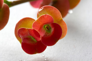 Canvas Print - Close up of Red Christ Thorn Flower or Crown of thorns plant