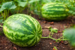 Close-up of watermelon growing in farm