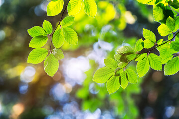 Closeup nature view of green beech leaf on spring twigs on blurred background in forest. Copyspace make using as natural green plants and ecology backdrop