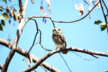 Wall Mural - owl on a branch
