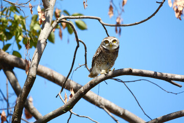 Wall Mural - owl on a branch
