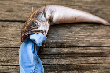 Ocean Cod fish dead eating plastic disposal medical glove garbage waste,animal ecosystem pollution after covid disease