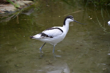 Pied avocet ( Recurvirostra avosetta ) in Frankfurt zoo