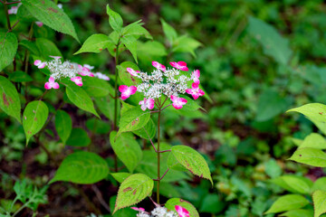 Canvas Print - Full blooming of red Hydrangea serrata in Japan