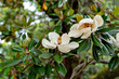 Flowers of southern magnolia (Magnolia grandiflora)