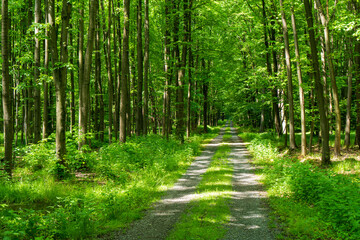 Naklejka na meble field of spring grass and forest