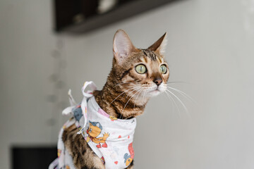 Bengal cat in a medical bandage on a dressing table in a veterinary clinic after sterilization