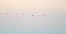 Lockdown Shot Of Silhouette Birds Flying Against Clear Sky At Sunset - Camargue, France