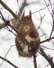 Squirrel Sitting In A Tree And Eating Nuts