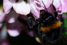 Bumblebee Taken In My Garden , Staffordshire UK