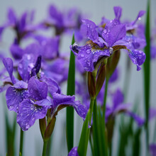 Purple Iris Flowers With Droplets Of Rain And White Background 
